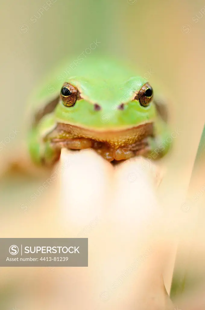 Tree Frog resting on a Rush leaf Touraine France