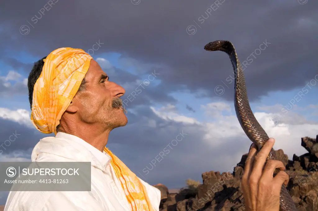 Snake charmer looking at an Egyptian Cobra Morocco