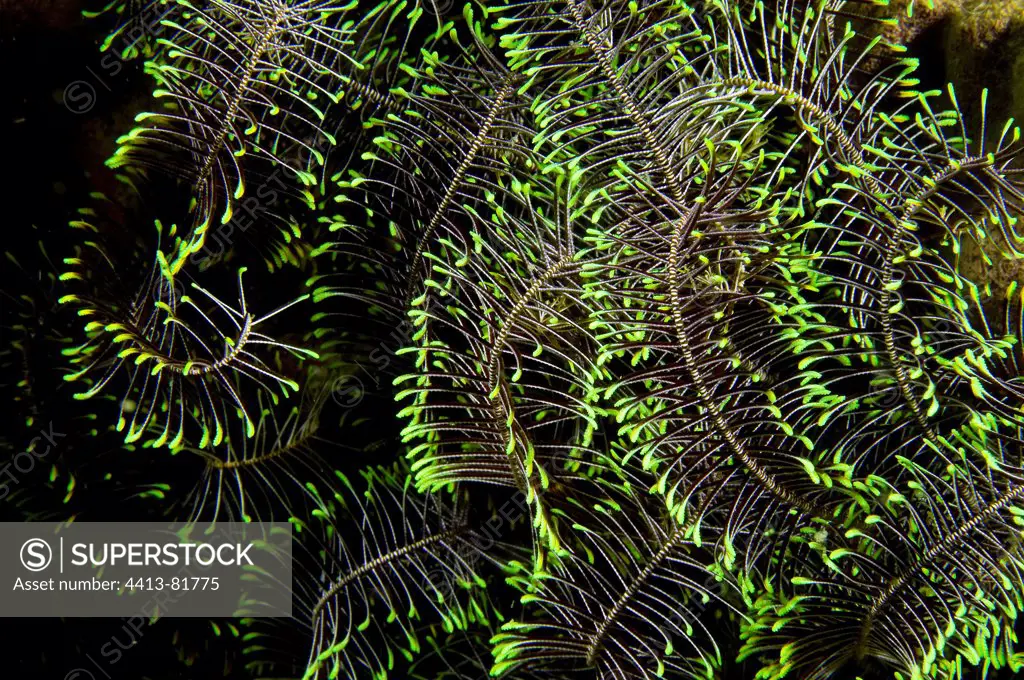 Coloured arms of a Feather Star Crinoid Sulawesi Indonesia