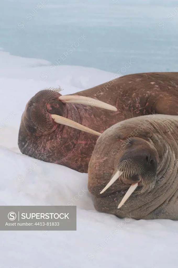 Walrus couple on a flat pack of ice Svalbard