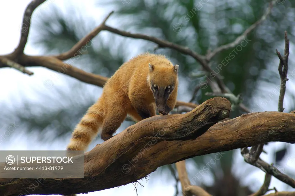 South American Coati in a tree in the Amazon of Brazil