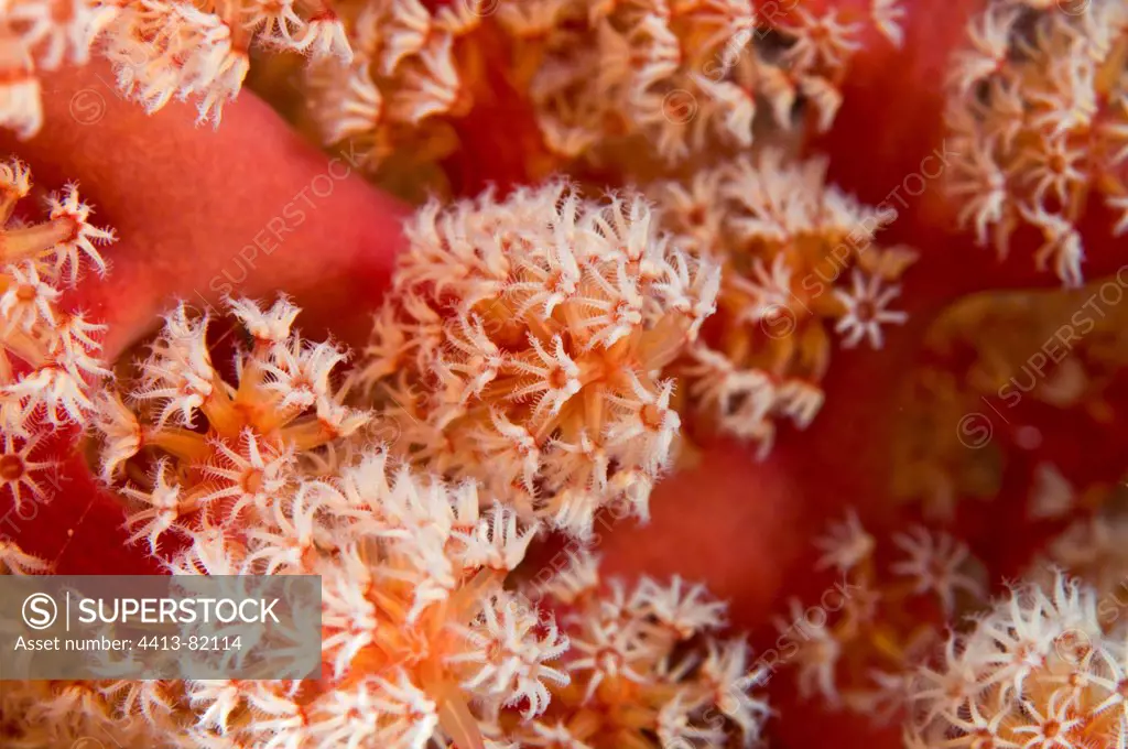 Polyps of a Red Gorgonian Sulawesi Indonesia