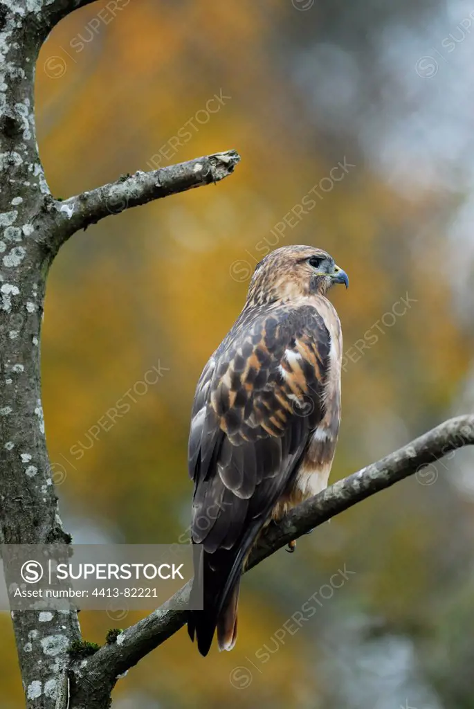 Long-legged Buzzard on a branch