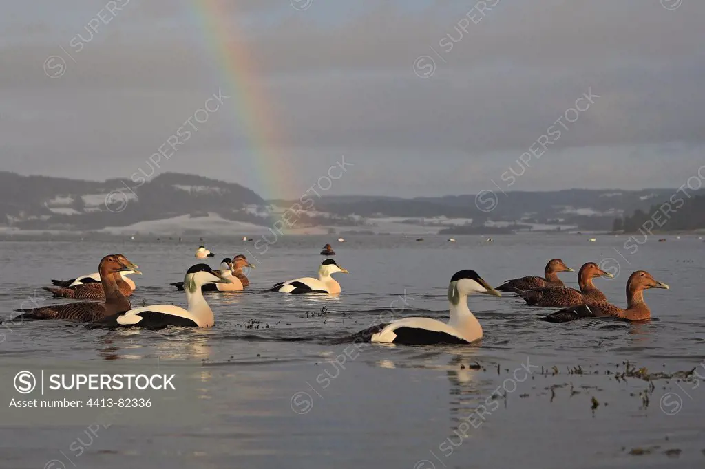 Males and females Common Eiders swimming on the sea Norway