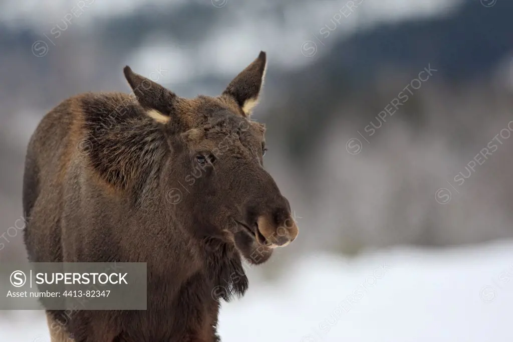 Young Elk in the snow Lawnes Flatanger Norway