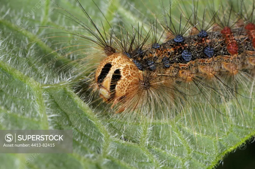 Lackey's caterpillar on a leaf