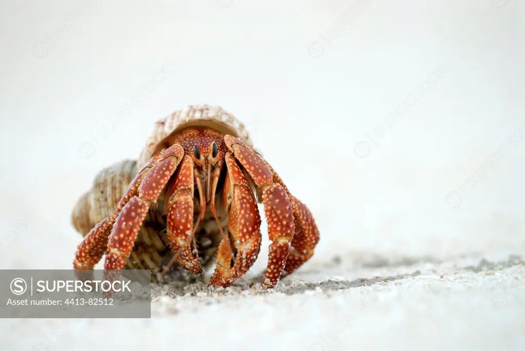 Hermit crab on the island of Huon