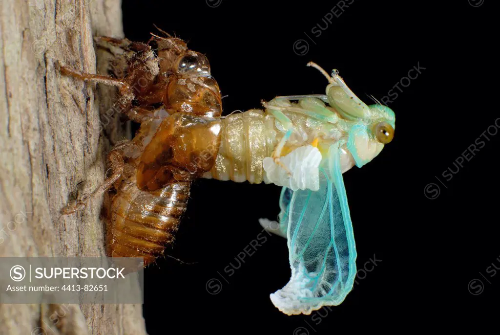 Moulting of larva of cicada in a garden