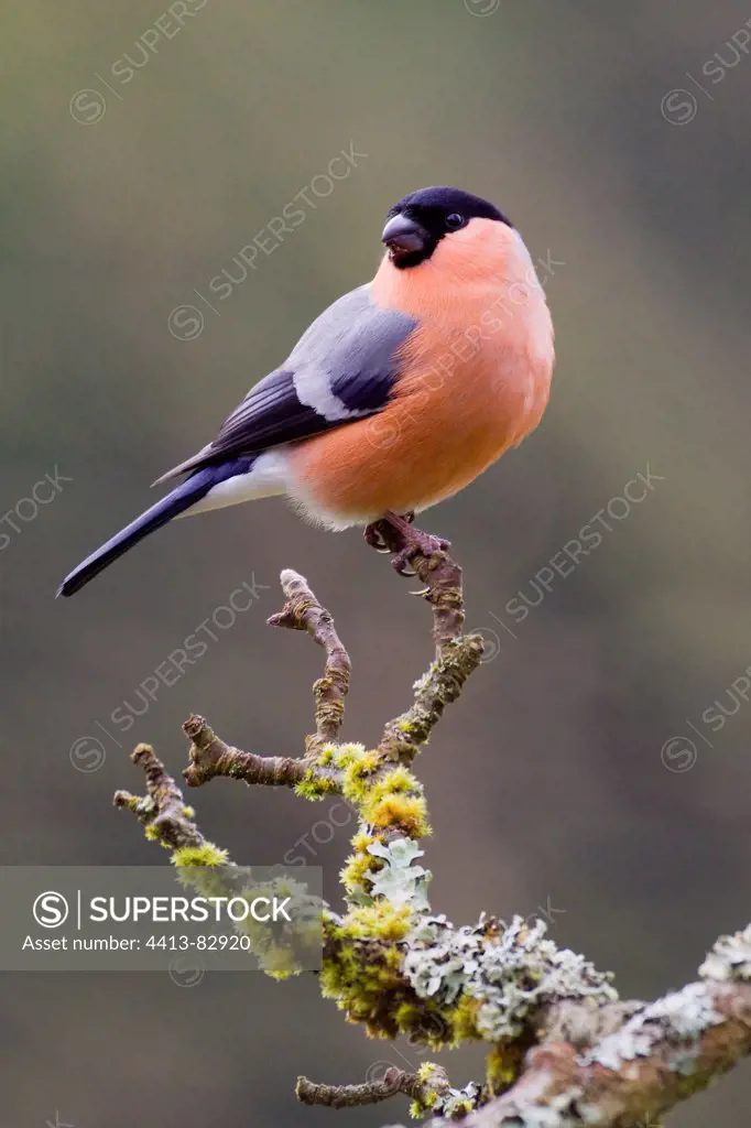 Bullfinch on a branch in a garden LorraineFrance