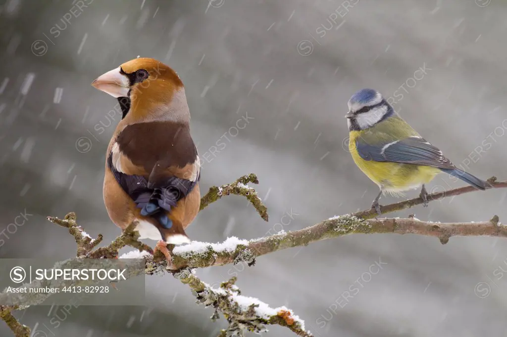 Hawfinch and Blue Tit under the snow LorraineFrance