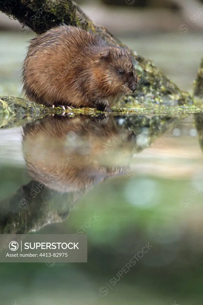 Coypu making toilet in the morning in summer