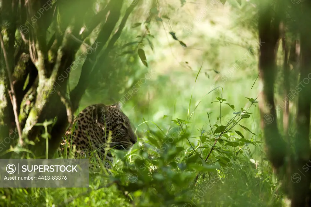 Leopard hiding in the bushes Masai Mara Kenya