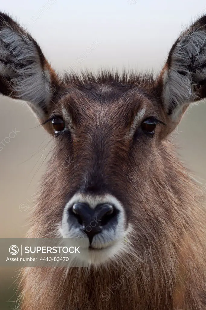 Portrait of Defassa Waterbuck Masai Mara Reserve Kenya