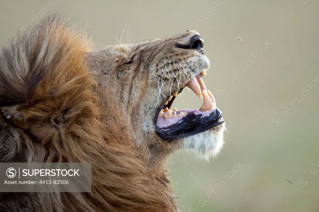 Portrait of Lion yawn Reserve Masai Mara Kenya