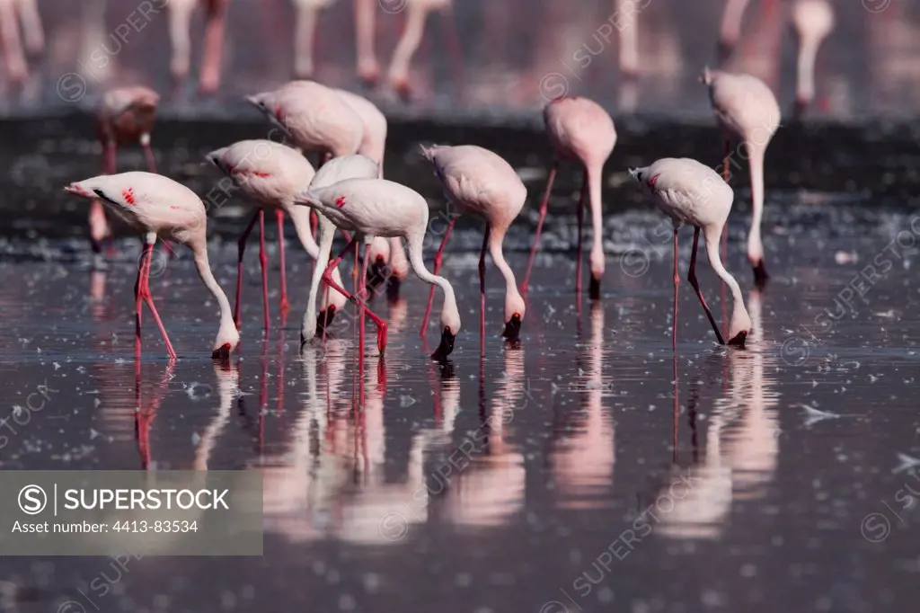 Lesser flamingos feeding in water Lake Nakuru Kenya