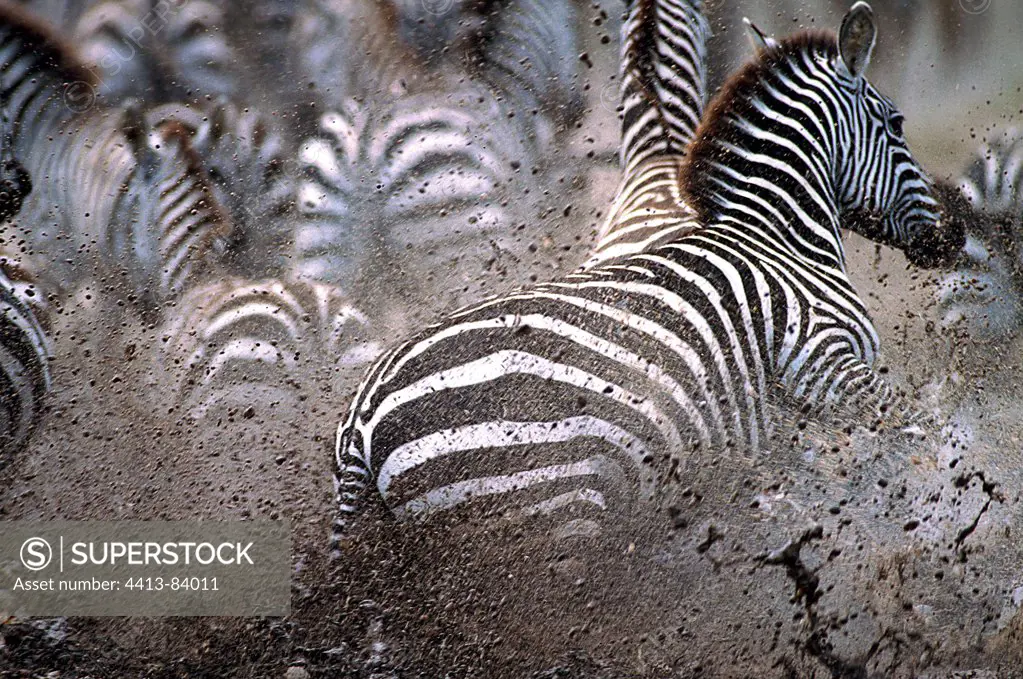 Grant's Zebras splashed mud Serengeti Tanzania