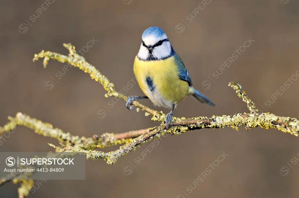 Blue Tit on a branch in winter Limousin France