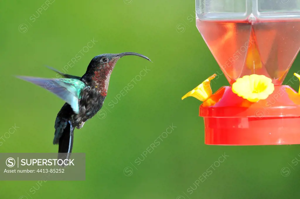 Purple-throated Carib Martinique