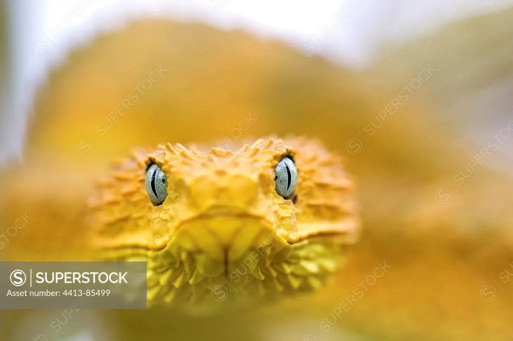 Portrait of Rough-scaled Bush Viper Cameroon