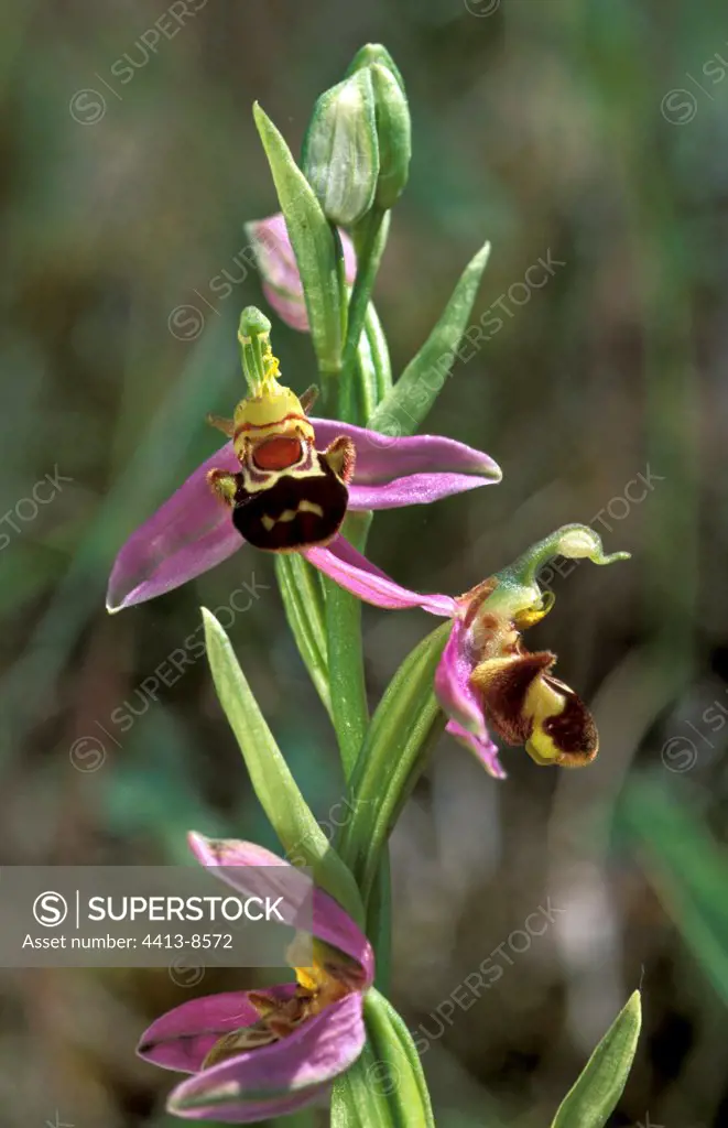 Bee orchid in bloom Audierne bay France