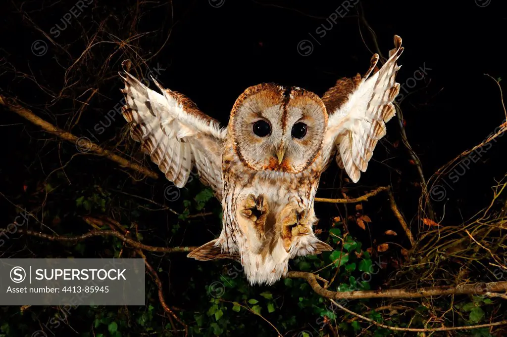 Tawny owl hunting in flight Normandie France