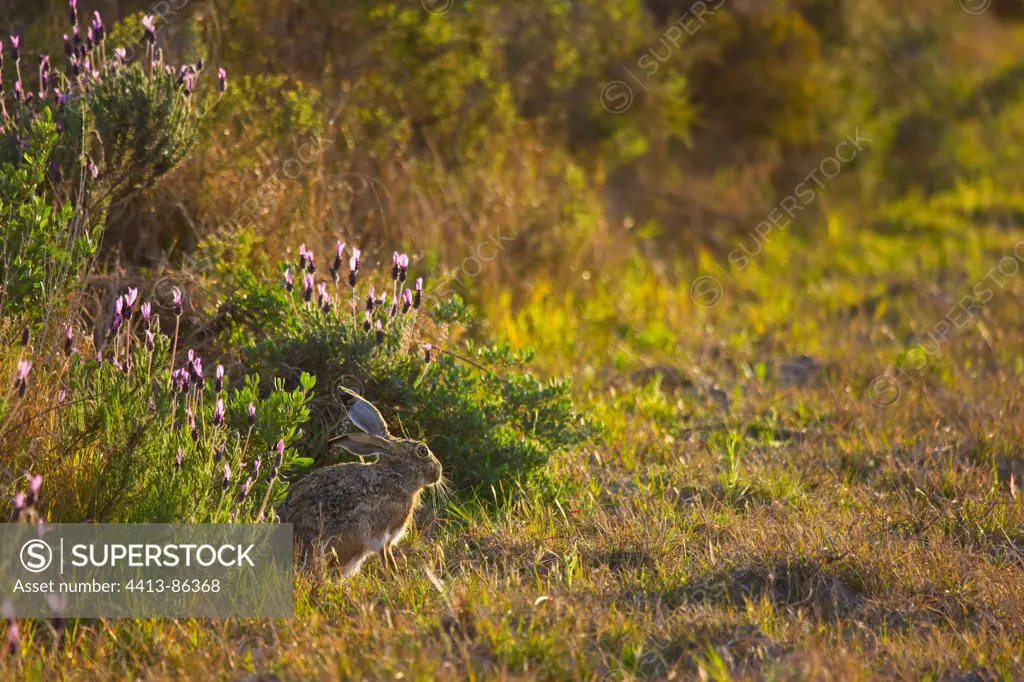 Granada Hare Andalousia Spain