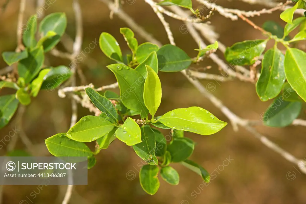 Coca leaves in a plantation in the Amazonian Basin Peru