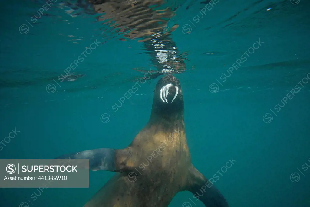 South American Sea Lion Eating a squid Patagonia Argentina