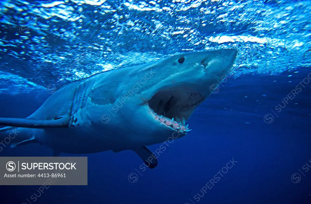 Great White Shark swimming mouth wide open South Australia