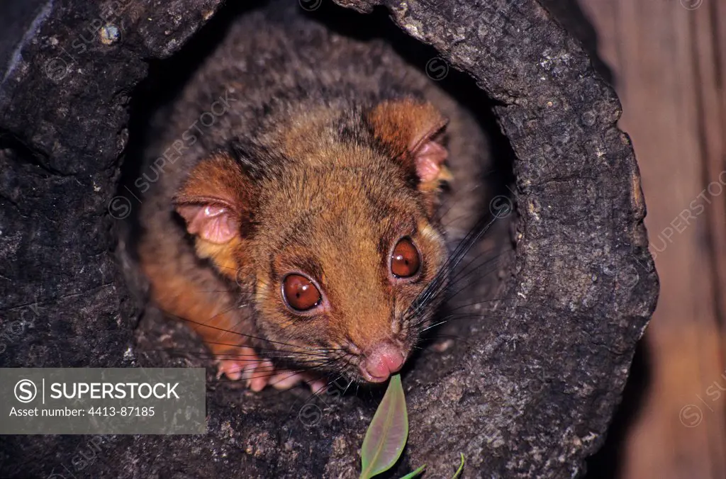 Common Ringtail Possum feeding in its den NSW Australia