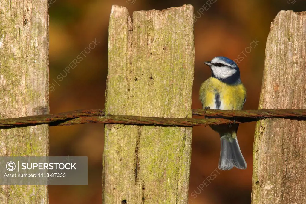 Blue tit standing on a fence in autumn GB