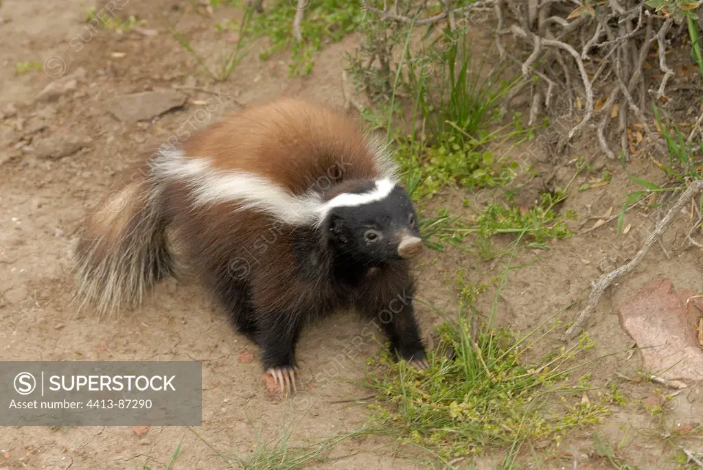 Patagonian hog-nosed skunk Argentine Patagonia