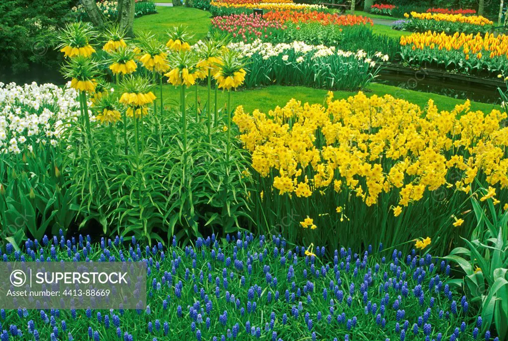 Daffodil 'Golden Dawn' Grape hyacinths and Crown imperial