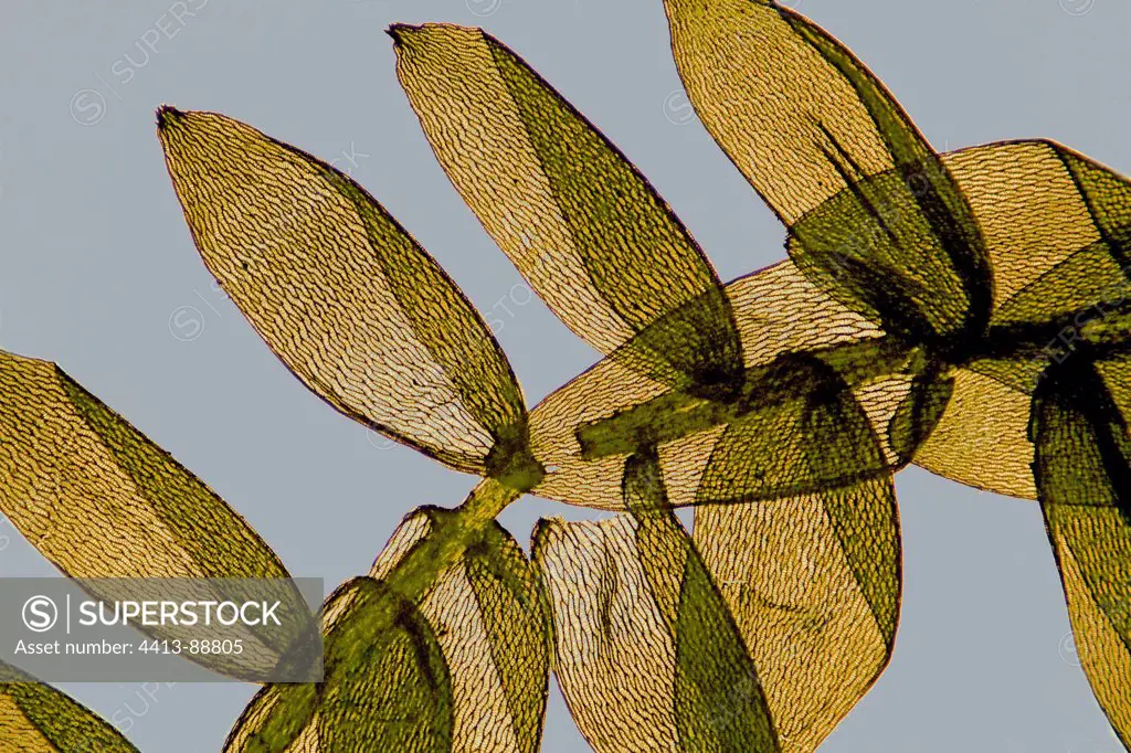 Branch of Sphagnum