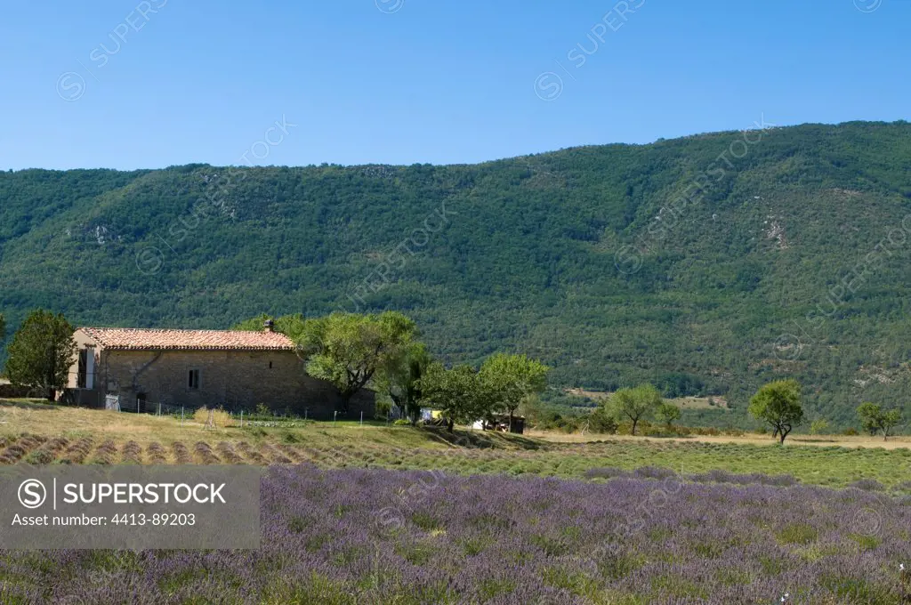 Lavender field La Palud-sur-Verdon Gorges du Verdon