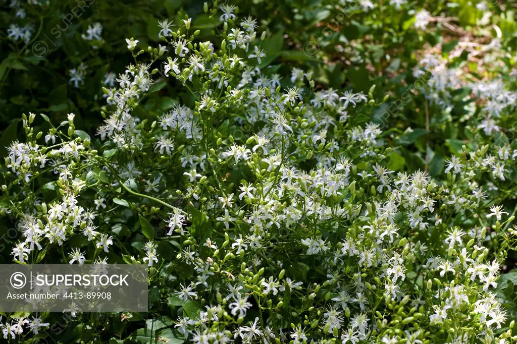 Evergreen clematis in Provence France