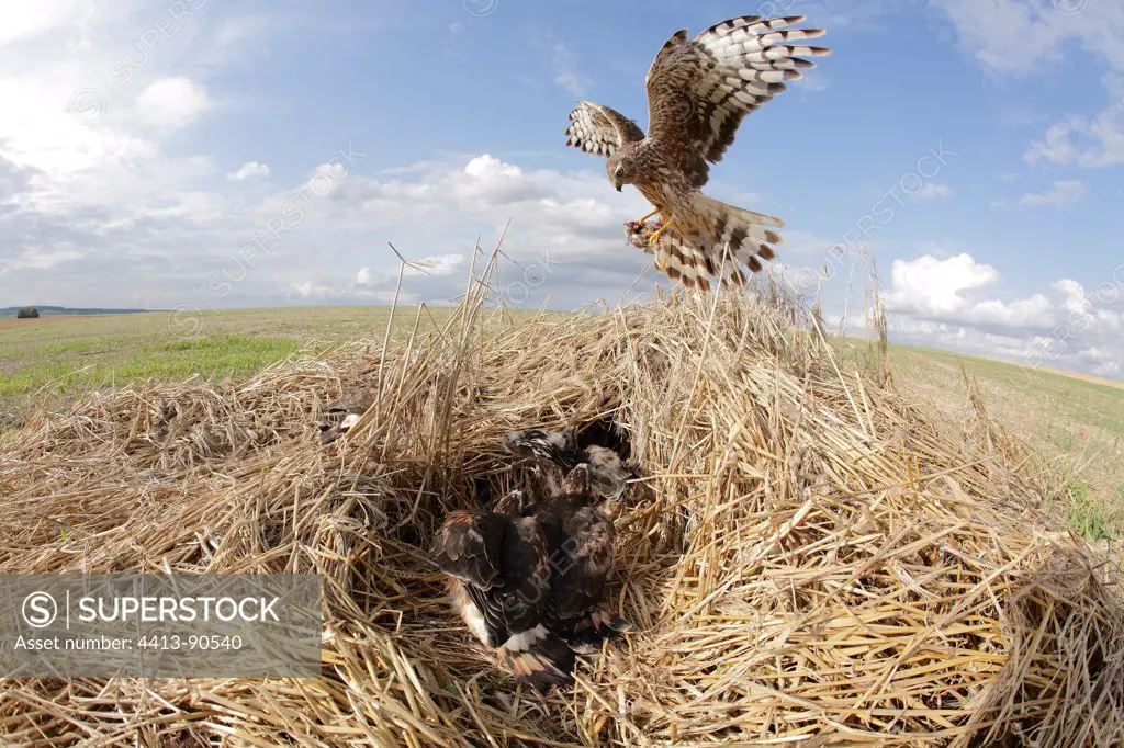 Hen Harrier female arriving at her protected nest