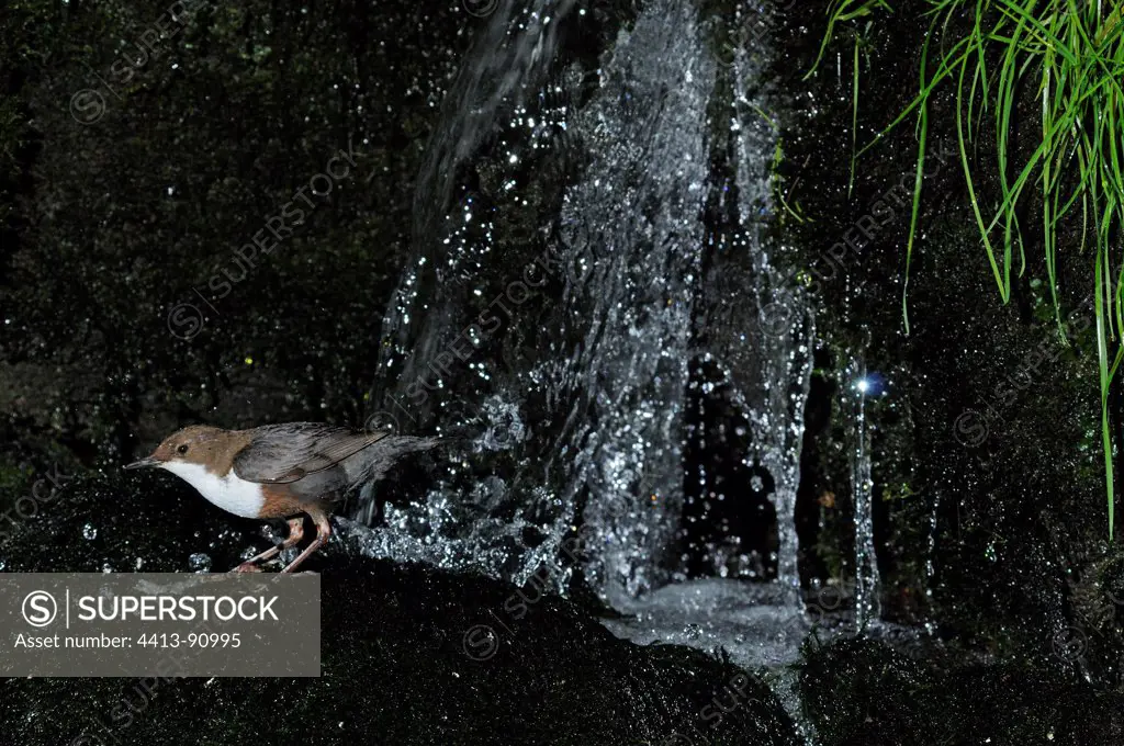 White-throated Dipper leaving the nest behind a waterfall