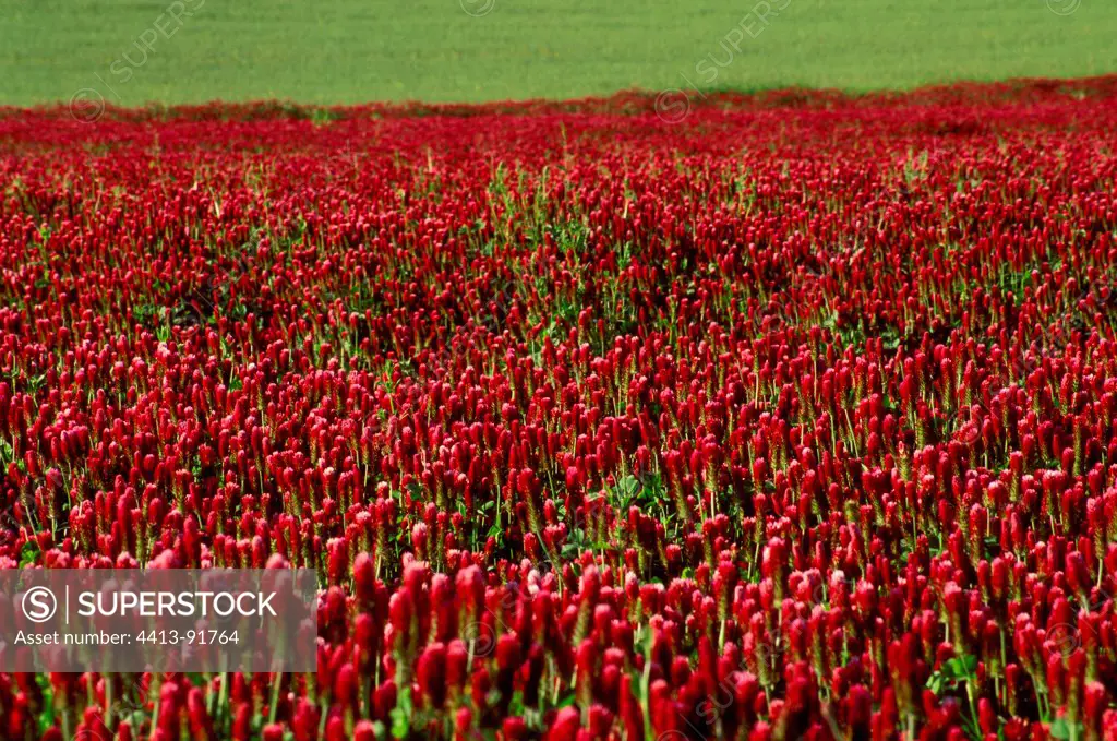 Field of Crimson clover 'Linkarus' for Biofuel France