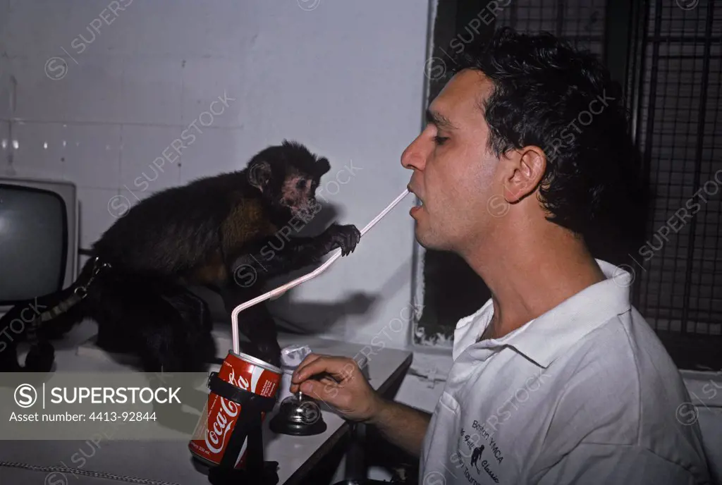 Capuchin monkey places a drinking straw in a man's mouth