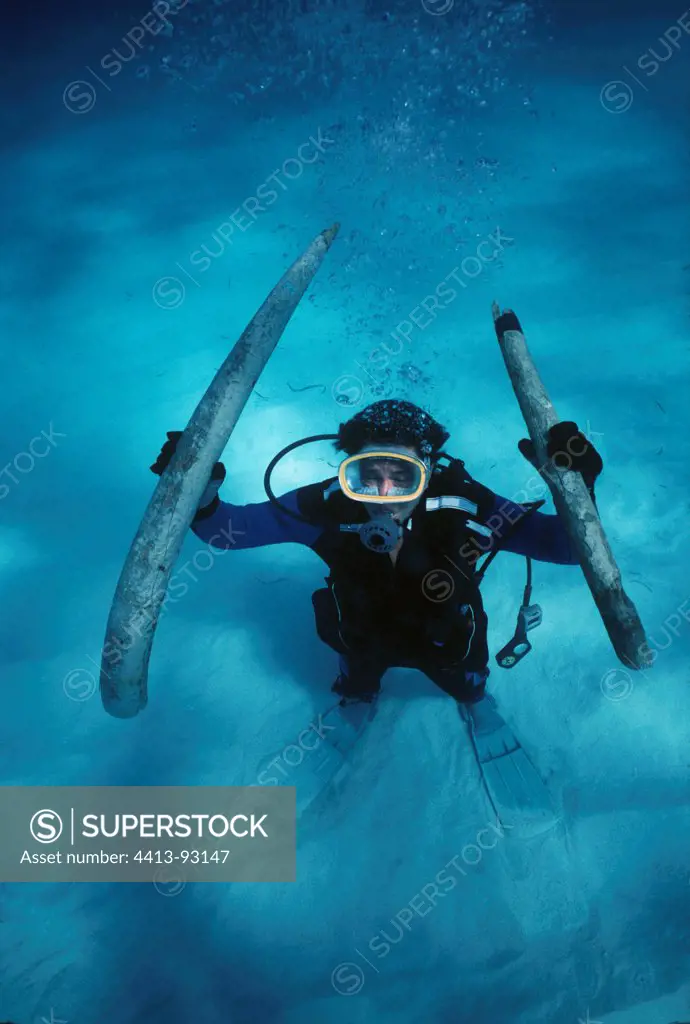 Elephant tusks recovered from Las Maravillas 1656 Shipwreck