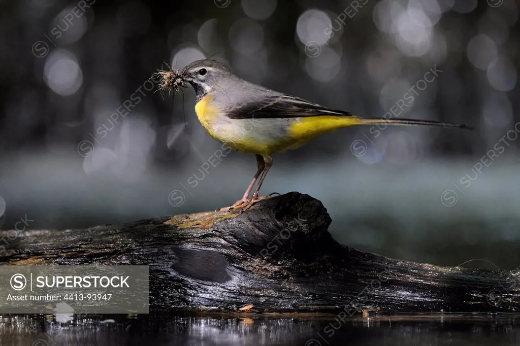 Grey Wagtai male with prey