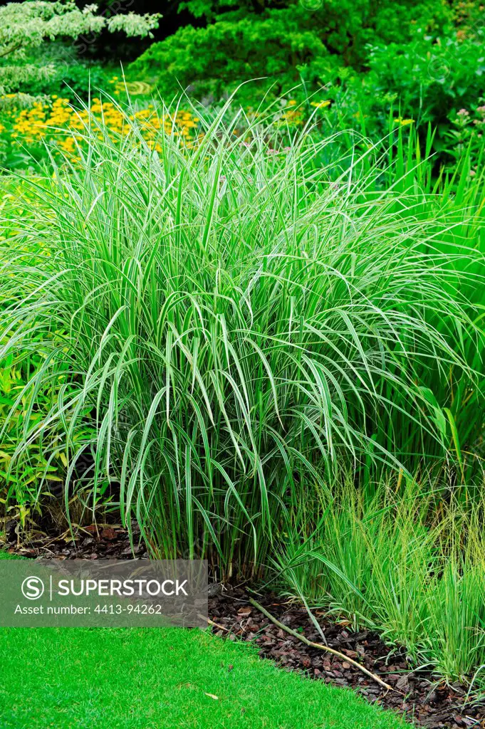 Tall oatgrass 'Variegatum' in a garden