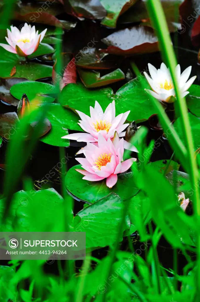 Water lilies 'Rose Arey' in a garden pound