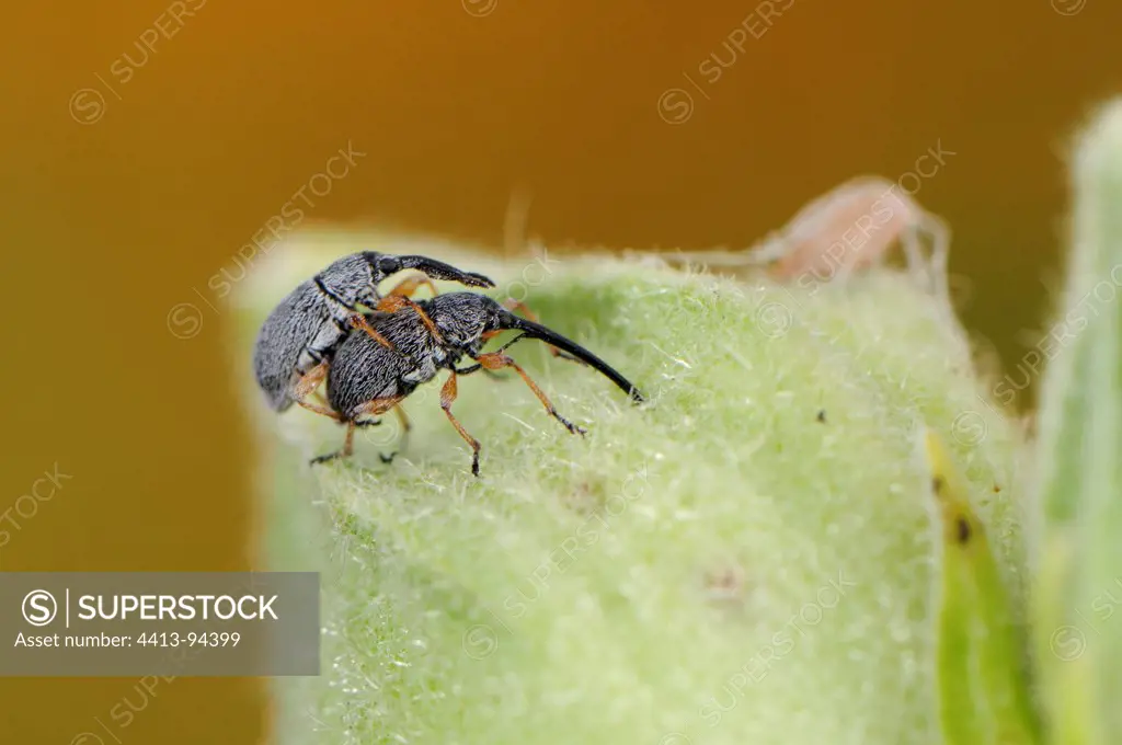 Coupling of Hollyhock Weevils on Hollyhock France