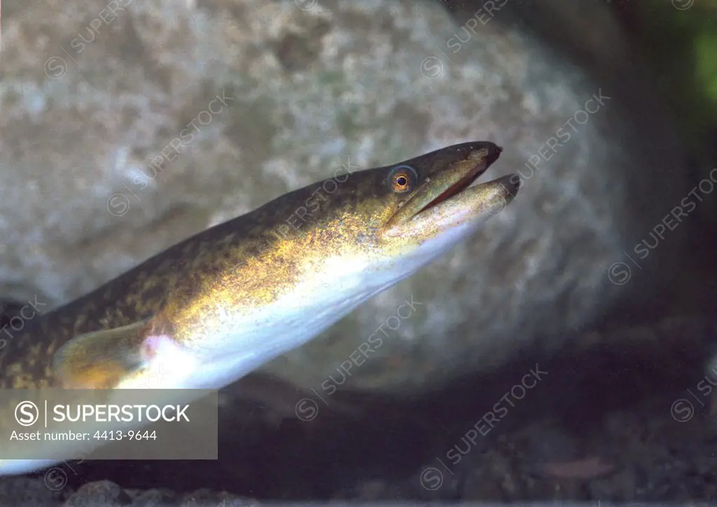 Giant mottled eel Reunion Island