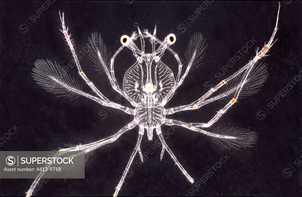 Planktonique stage of a Lobster larva