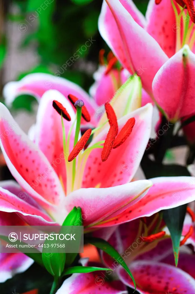 Lily 'Curie' in bloom on a garden terrace