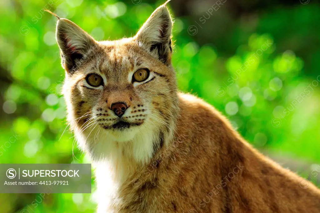 Portrait of Eurasian Lynx Ranua Lapland Finland