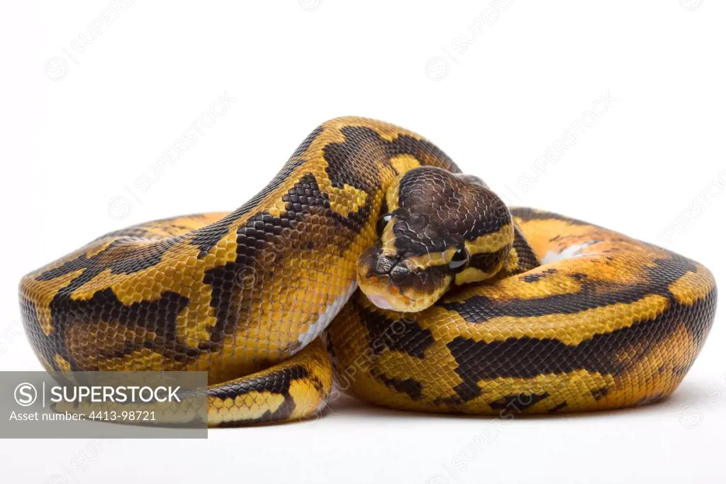 Royal Python variety piebald from Africa in studio